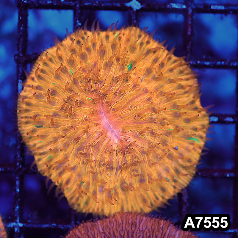 Item#A7555LW7555(S) WYSIWYG Indo Ultra Unique Orange Fungia With Green Speckles