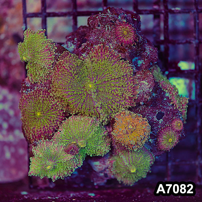 Item#A7082LP7082(M) WYSIWYG Indo Ultra Ricordea Mushroom Colony