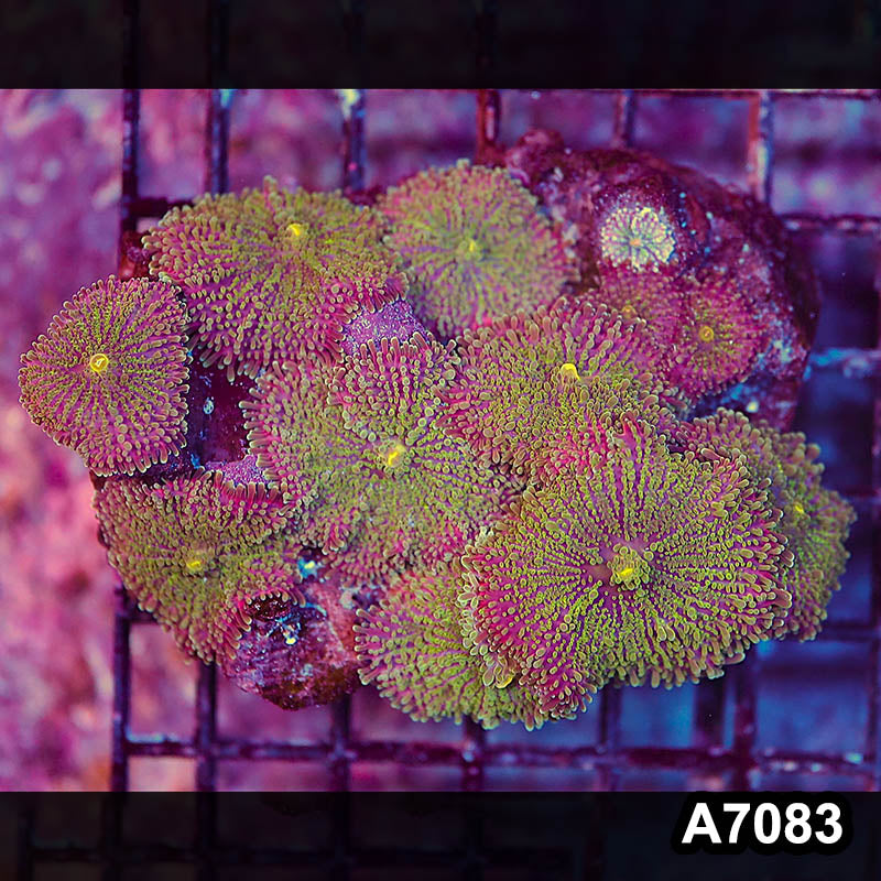 Item#A7083LP7083(M) WYSIWYG Indo Ultra Ricordea Mushroom Colony