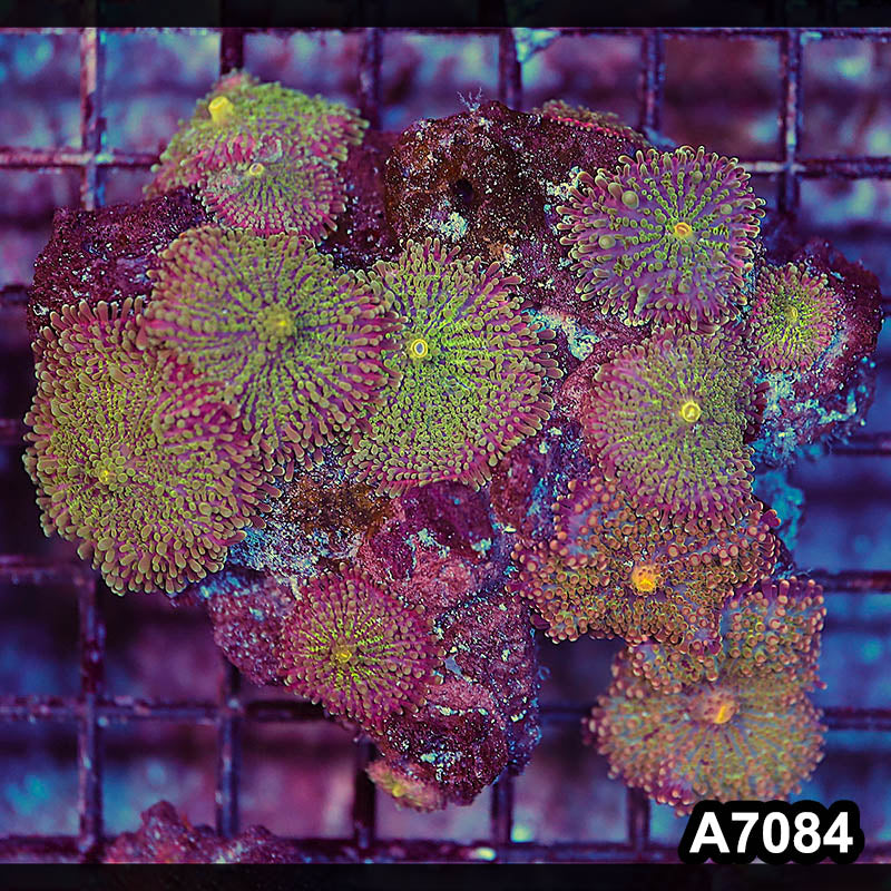 Item#A7084LP7084(M) WYSIWYG Indo Ultra Ricordea Mushroom Colony