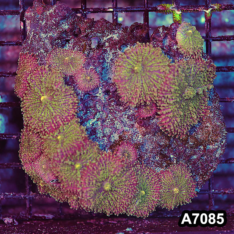 Item#A7085LP7085(M) WYSIWYG Indo Ultra Ricordea Mushroom Colony