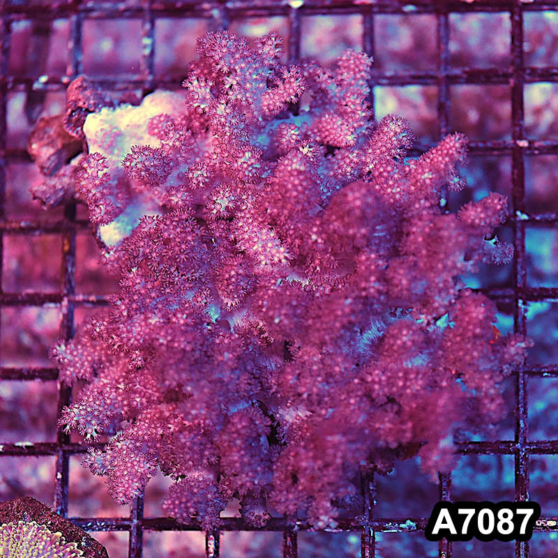Item#A7087LP7087(M) WYSIWYG Indo Colt Soft Coral Colony