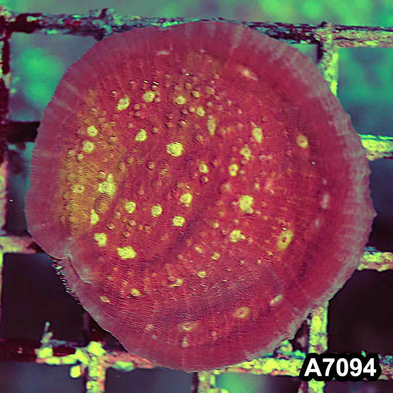 Item#A7094LP7094(S) WYSIWYG Ultra Chalice Mini Colony