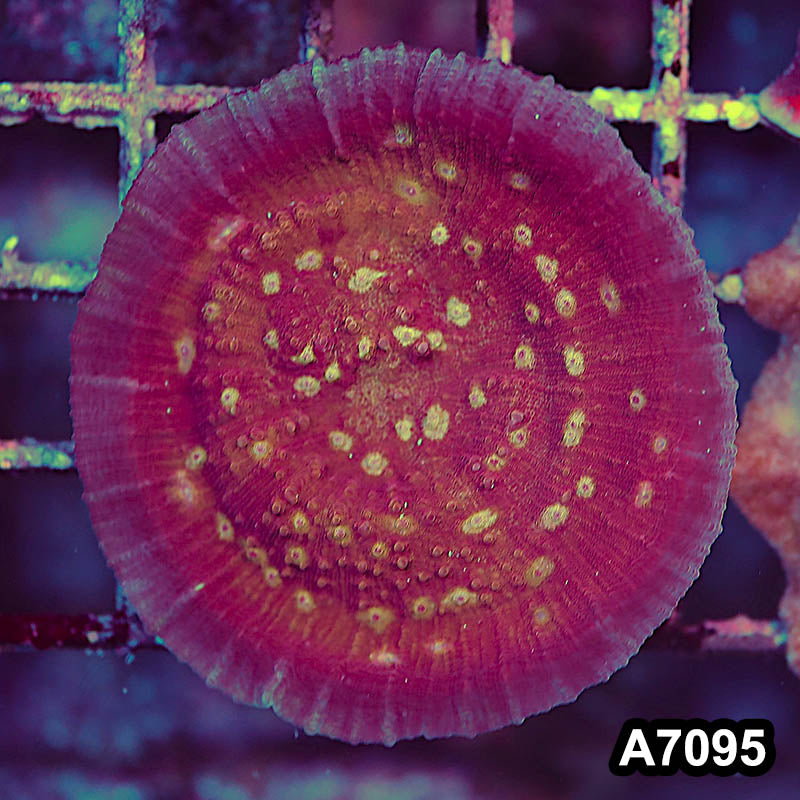 Item#A7095LP7095(S) WYSIWYG Ultra Chalice Mini Colony