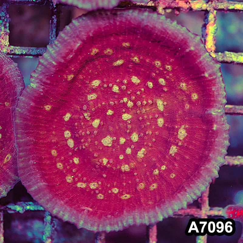 Item#A7096LP7096(S) WYSIWYG Ultra Chalice Mini Colony