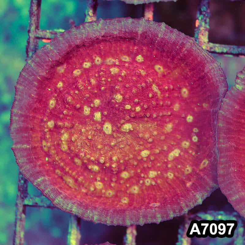 Item#A7097LP7097(S) WYSIWYG Ultra Chalice Mini Colony