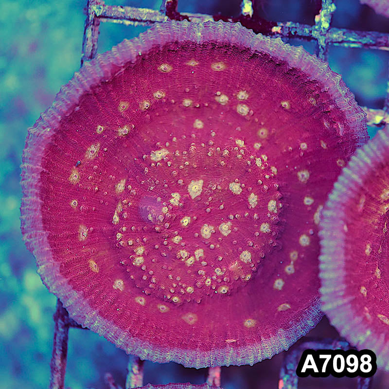Item#A7098LP7098(S) WYSIWYG Ultra Chalice Mini Colony