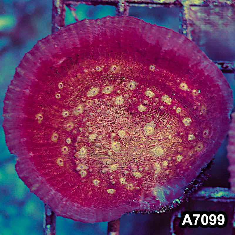 Item#A7099LP7099(S) WYSIWYG Ultra Chalice Mini Colony