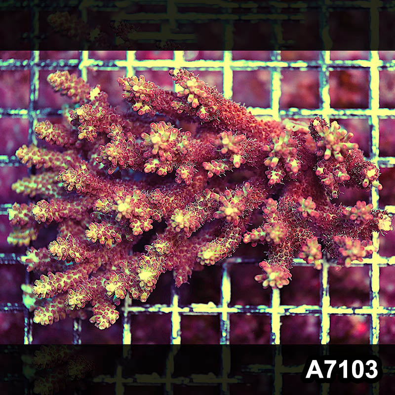 Item#A7103LP7103(L) WYSIWYG Aussie Ultra Strawberry Short Cake Acropora Colony