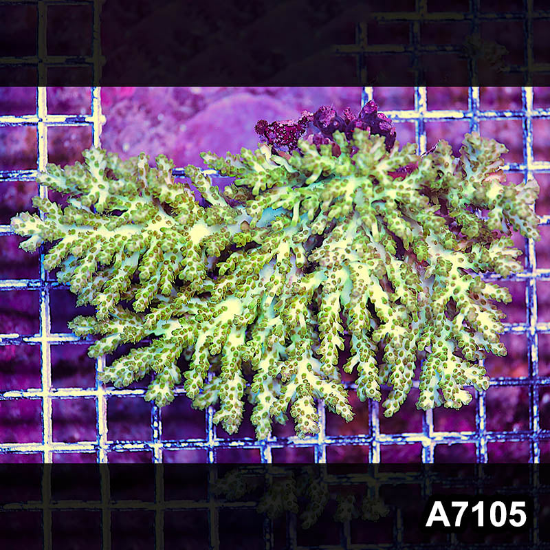 Item#A7105LP7105(L) WYSIWYG Aussie Ultra Acropora Colony