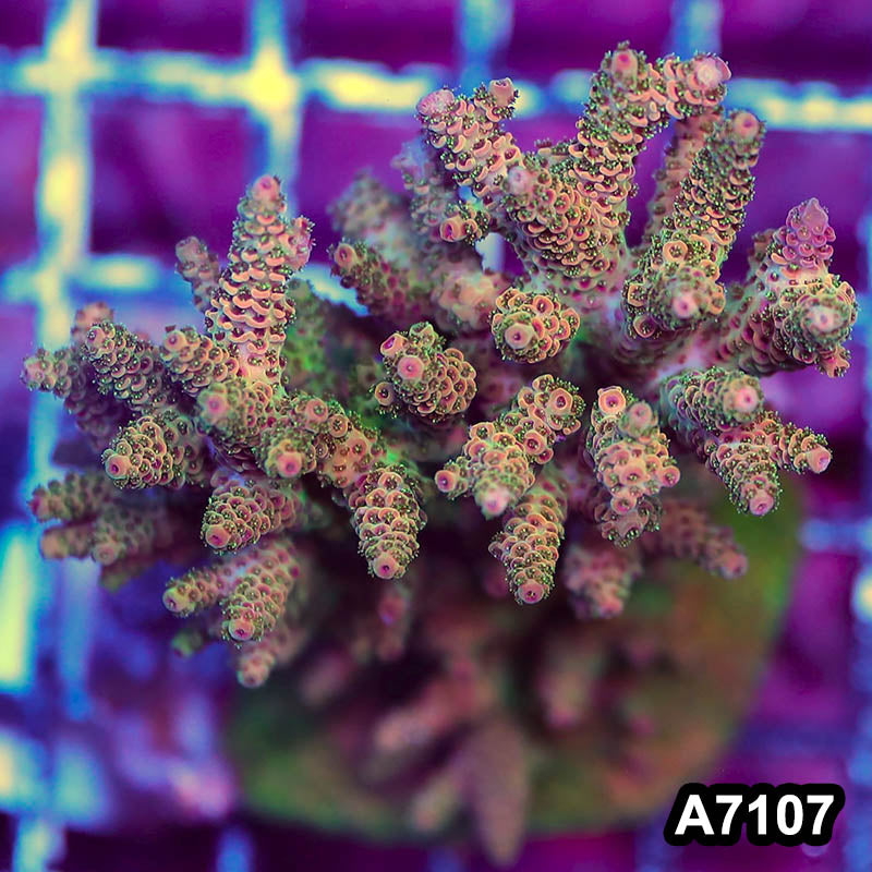 Item#A7107LP77107(M) WYSIWYG Indo Maricultured Acropora Colony