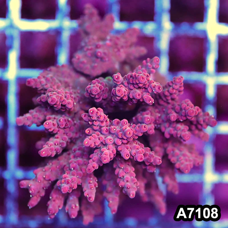 Item#A7108LP77108(M) WYSIWYG WYSIWYG Indo Maricultured Acropora Colony