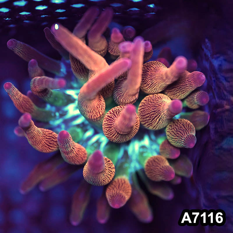 Item#A7116BS7116(S) WYSIWYG Indo Rainbow Bubble Anemone
