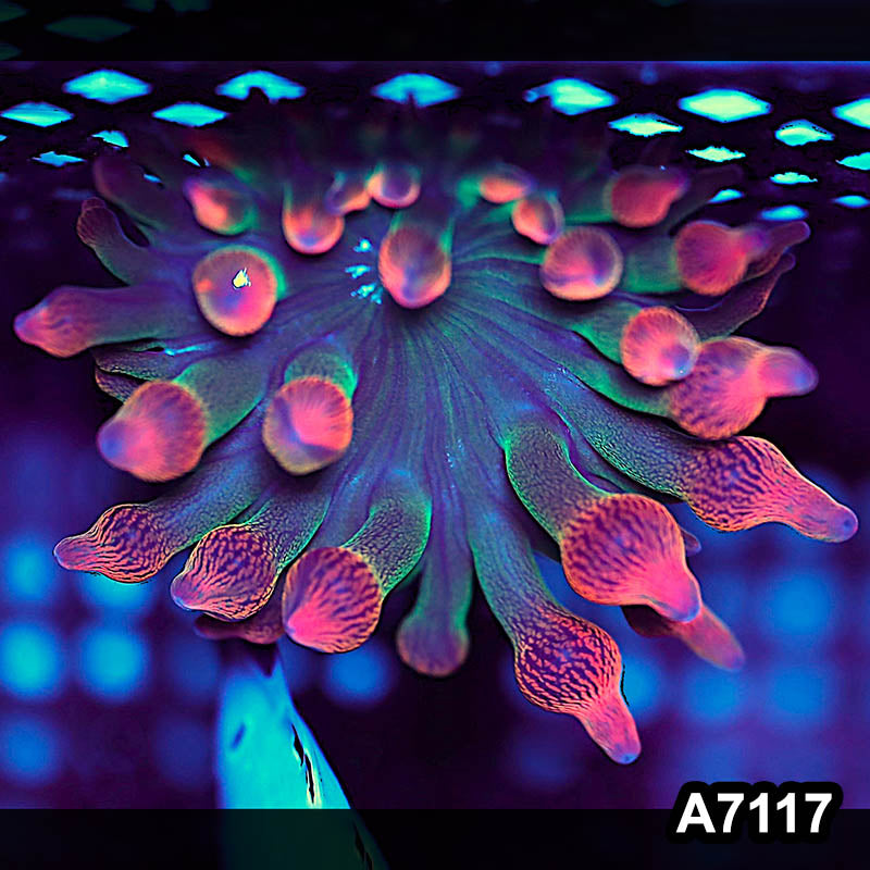 Item#A7117BS7117(S) WYSIWYG Indo Ultra Rose Bubble Anemone
