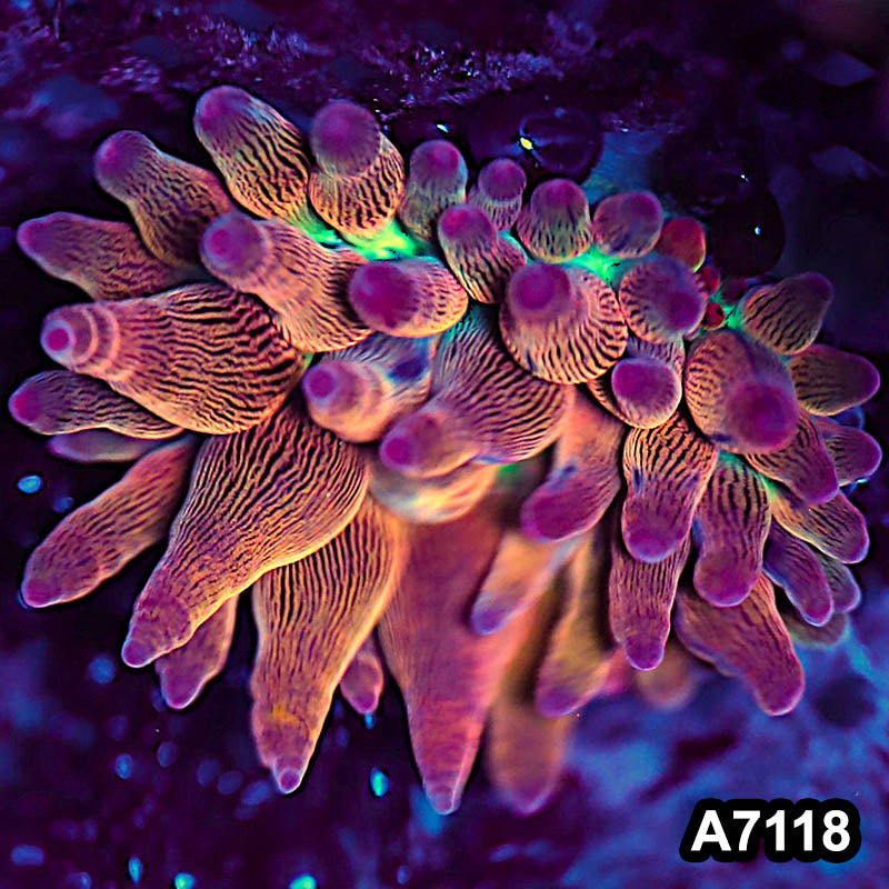Item#A7118BS7118(S) WYSIWYG Indo Rainbow Bubble Anemone