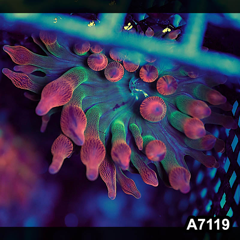 Item#A7119BS7119(S) WYSIWYG Indo Ultra Rose Bubble Anemone