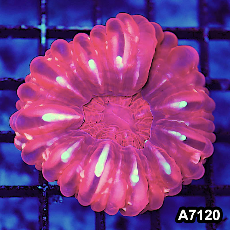 Item#A7120LW7120(M) WYSIWYG Aussie Ultra Red Cynarina