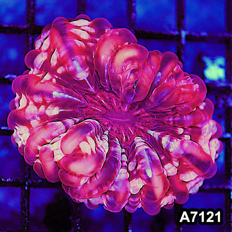 Item#A7121LW7121(M) WYSIWYG Aussie Ultra Red Cynarina