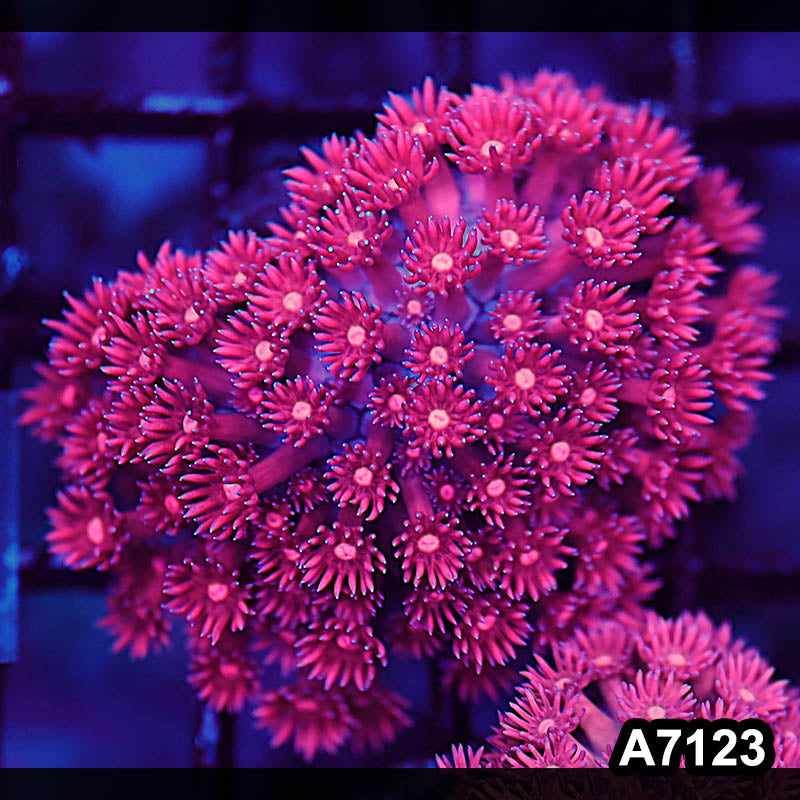 Item#A7123LW7123(S) WYSIWYG Indo Ultra Red Goniopora Mini Colony