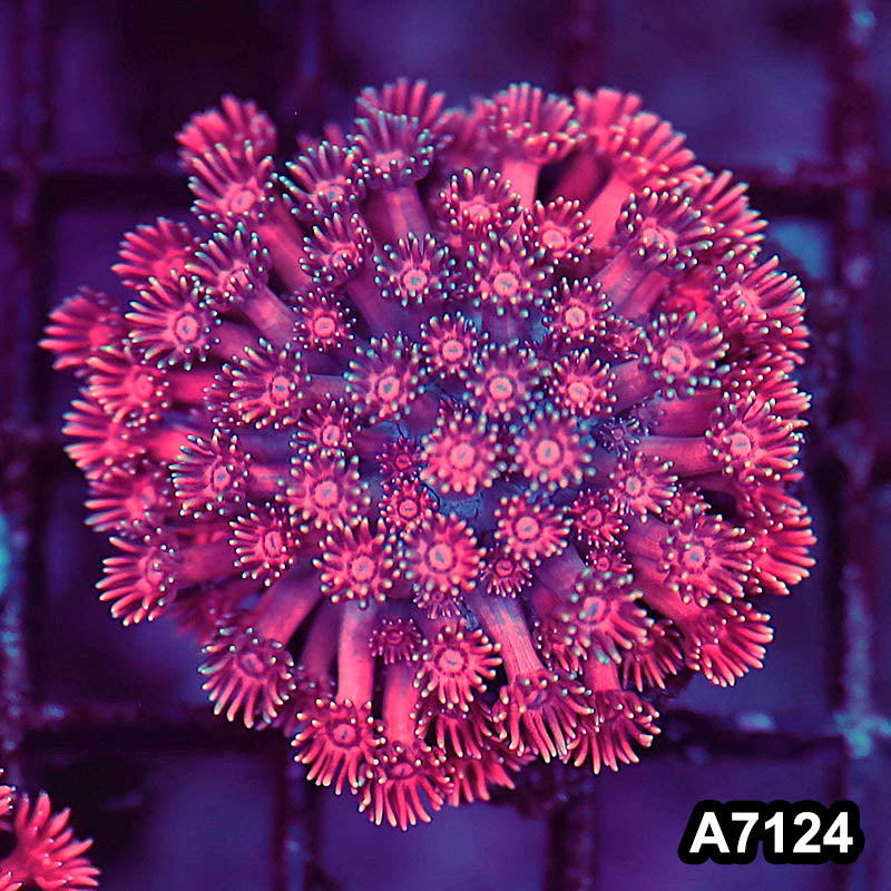 Item#A7124LW7124(S) WYSIWYG Indo Ultra Red Goniopora Mini Colony