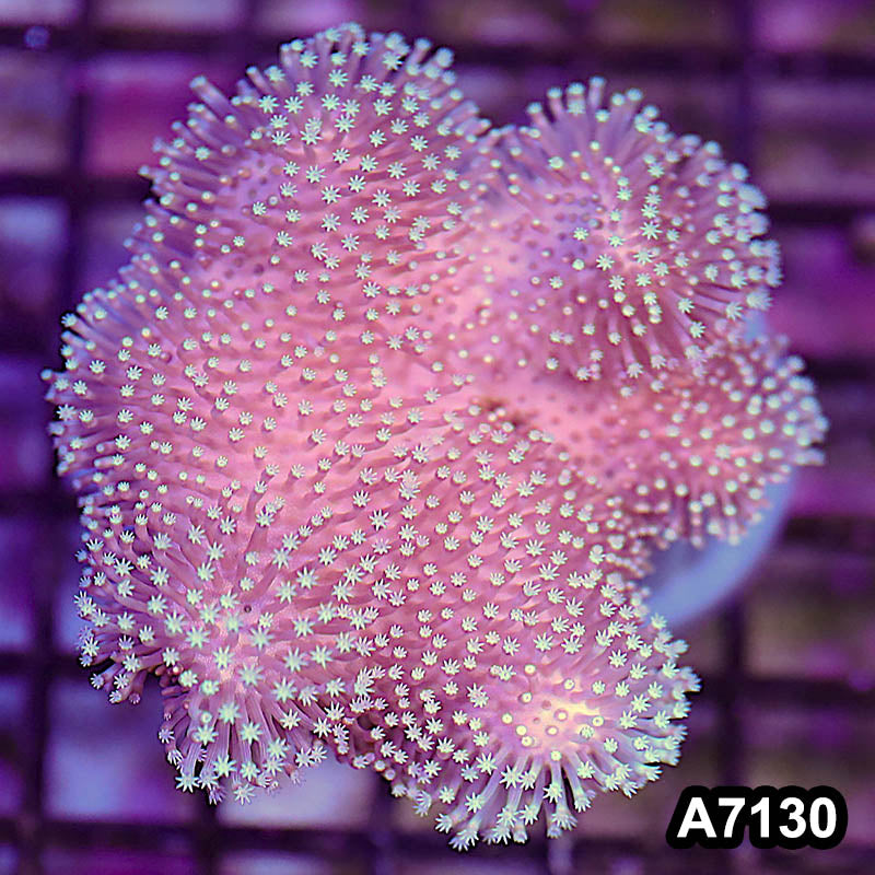 Item#A7130LW7130(M) WYSIWYG Aussie Toadstool Leather Colony