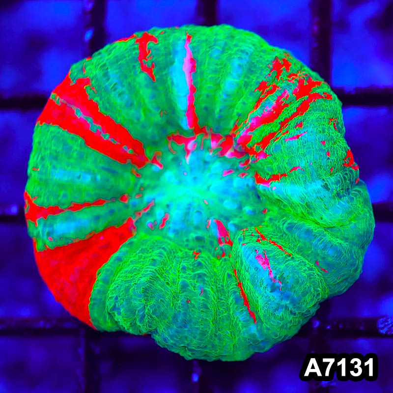 Item#A7131LW7130(S) WYSIWYG Aussie Ultra Scolymia