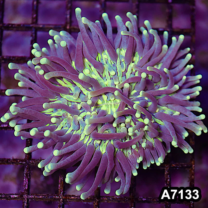Item#A7133LW7133(M) WYSIWYG Aussie Ultra Unique Helio Fungia