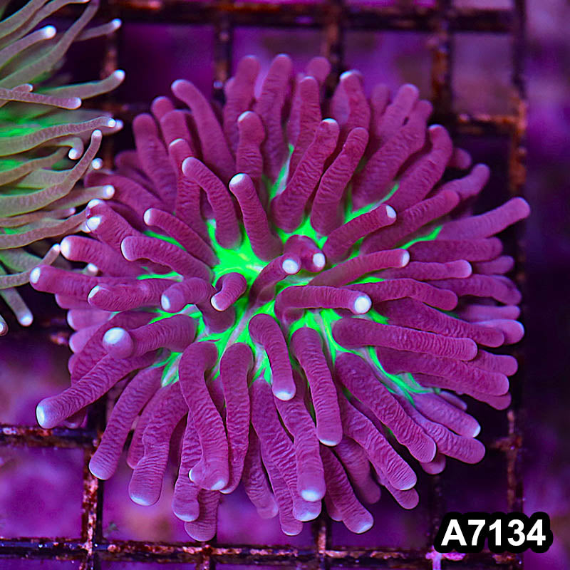Item#A7134LW7134(M) WYSIWYG Aussie Ultra Unique Helio Fungia