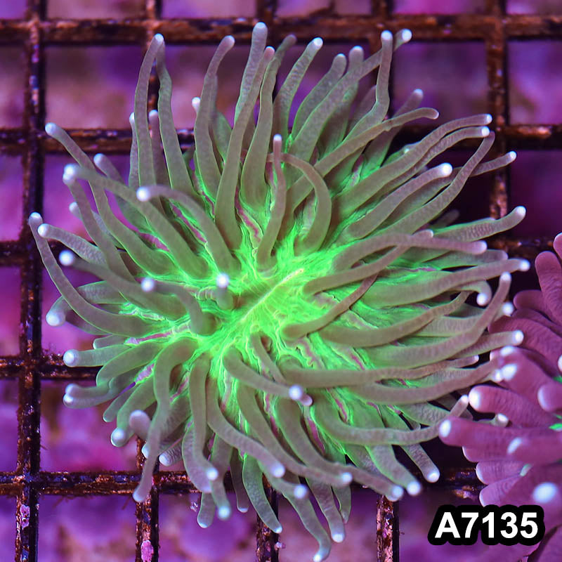 Item#A7135LW7135(S) WYSIWYG Aussie Ultra Unique Helio Fungia