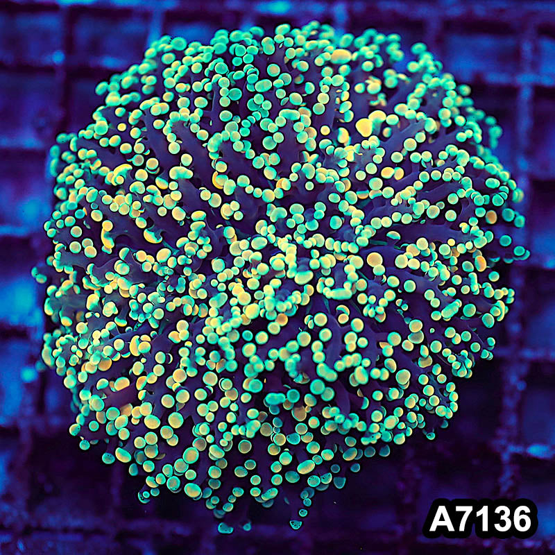 Item#A7136LW7136(M) WYSIWYG Aussie Ultra Tip Kingspawn Colony