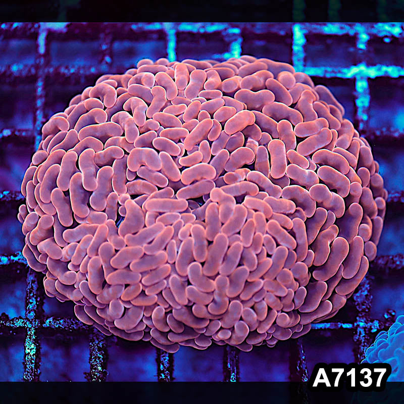 Item#A7137LW7137(M) WYSIWYG Aussie Ultra Orange Wall Hammer Colony