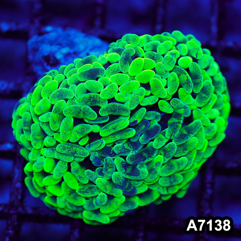 Item#A7138LW7138(S) WYSIWYG Aussie Ultra Neon Wall Hammer Colony