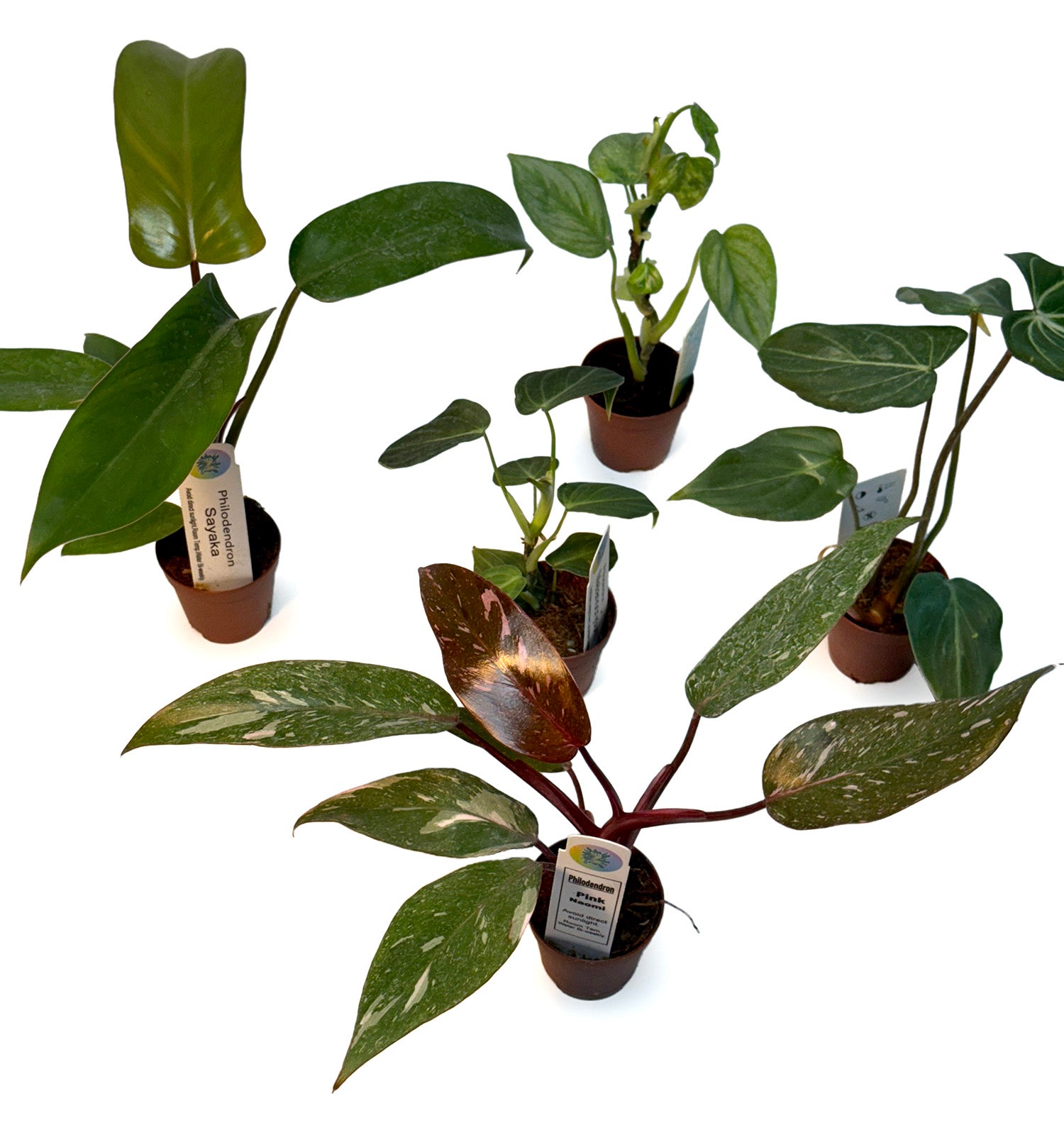 CF 2" Philodendron Assorted Potted Plant