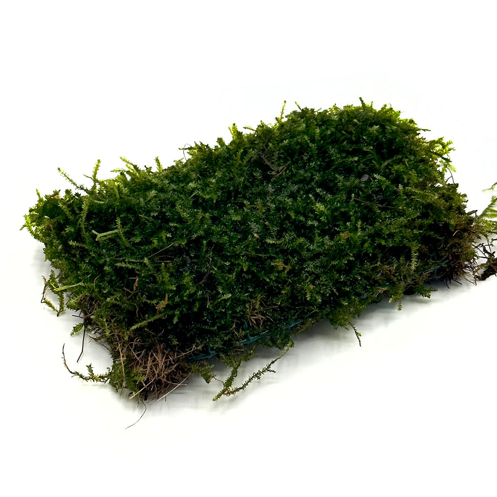 Java Moss Mat (Taxiphyllum barbieri)
