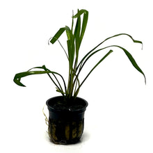 Load image into Gallery viewer, Cryptocoryne Spiralis Potted Plant