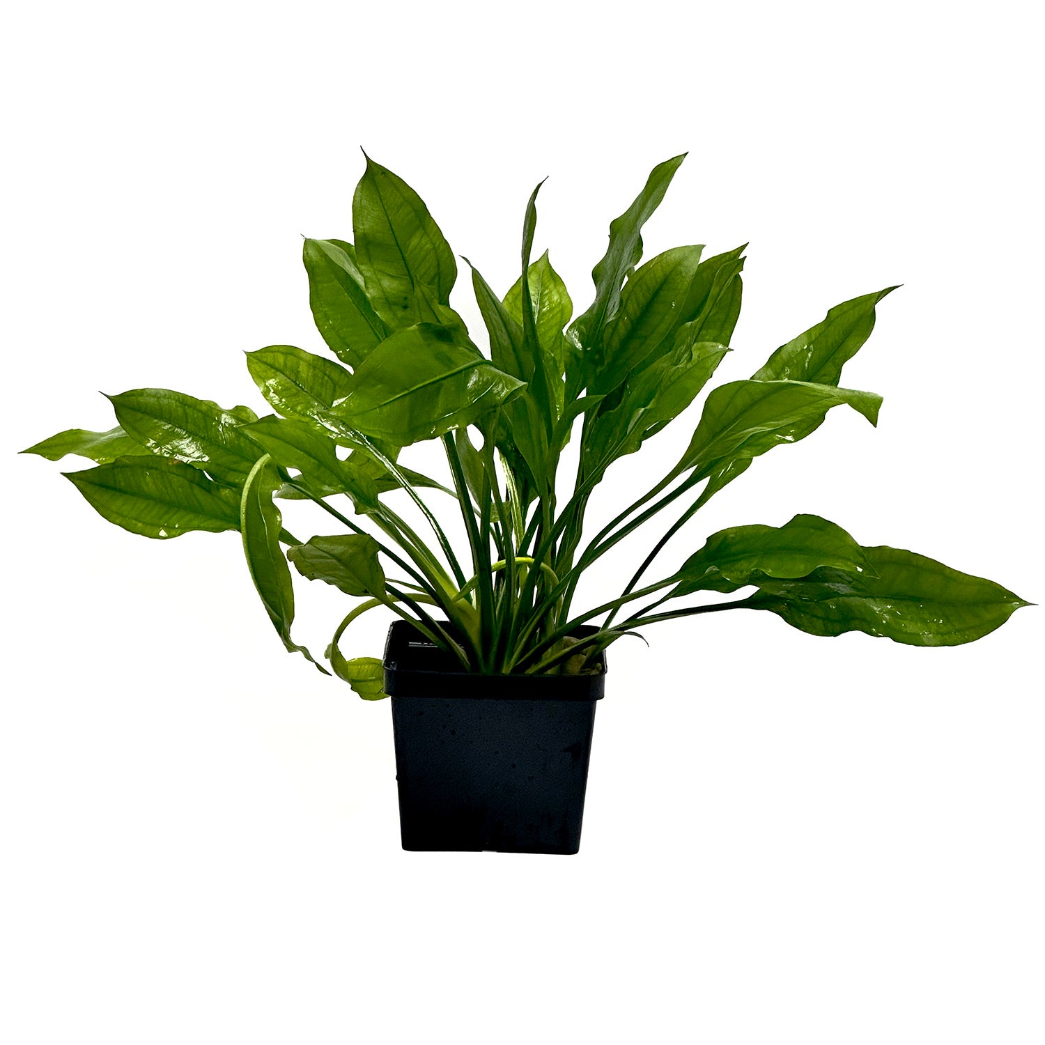 Amazon Sword Plant (Mother Plant) E. grisebachii 'Bleherae'