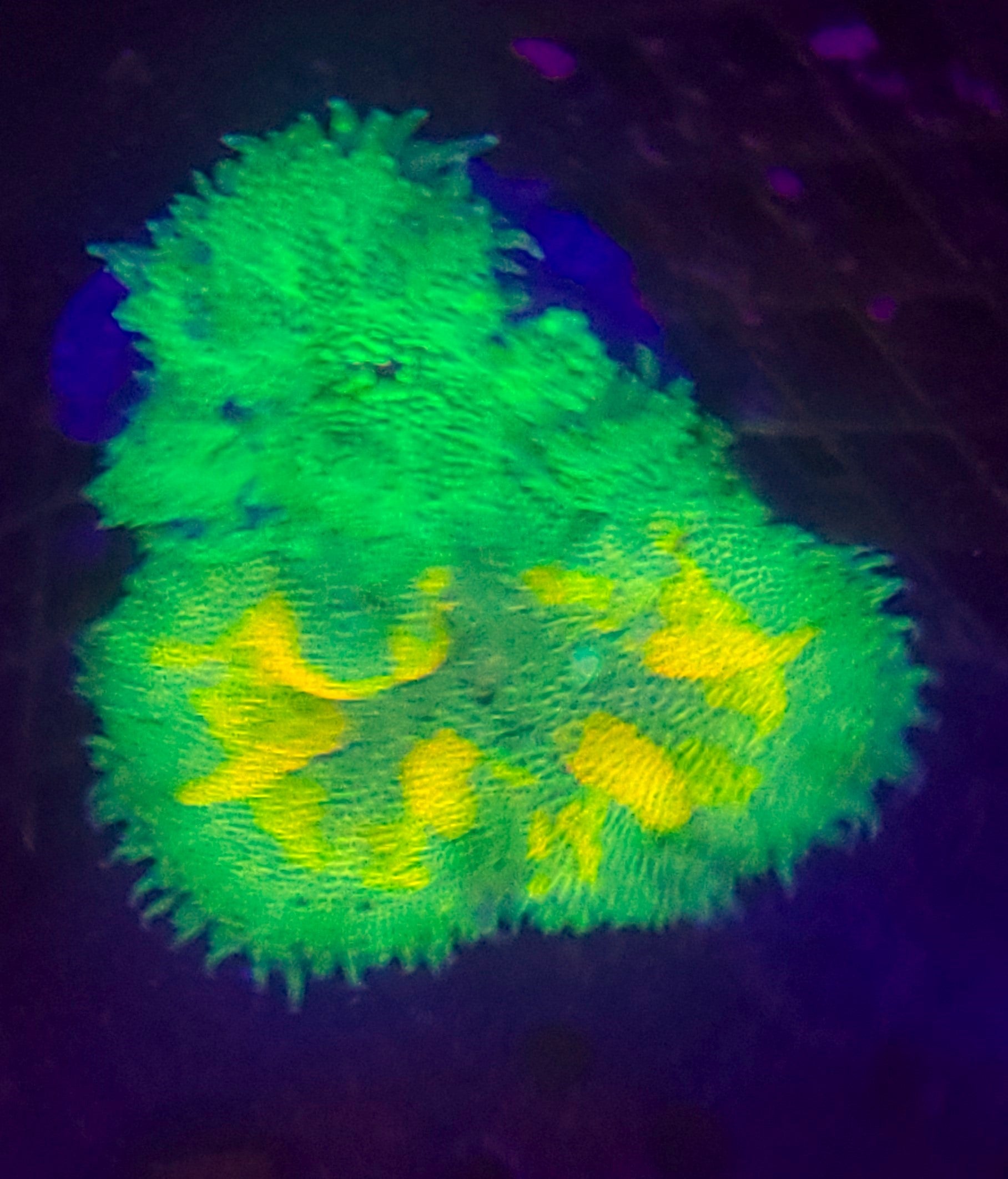 Vietnam Ultra Color Mini Maxi Carpet Anemones
