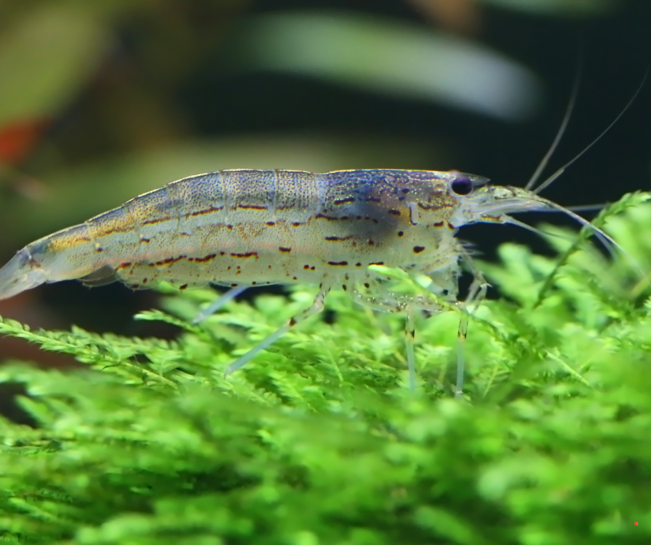 DT Amano Caridina Shrimp