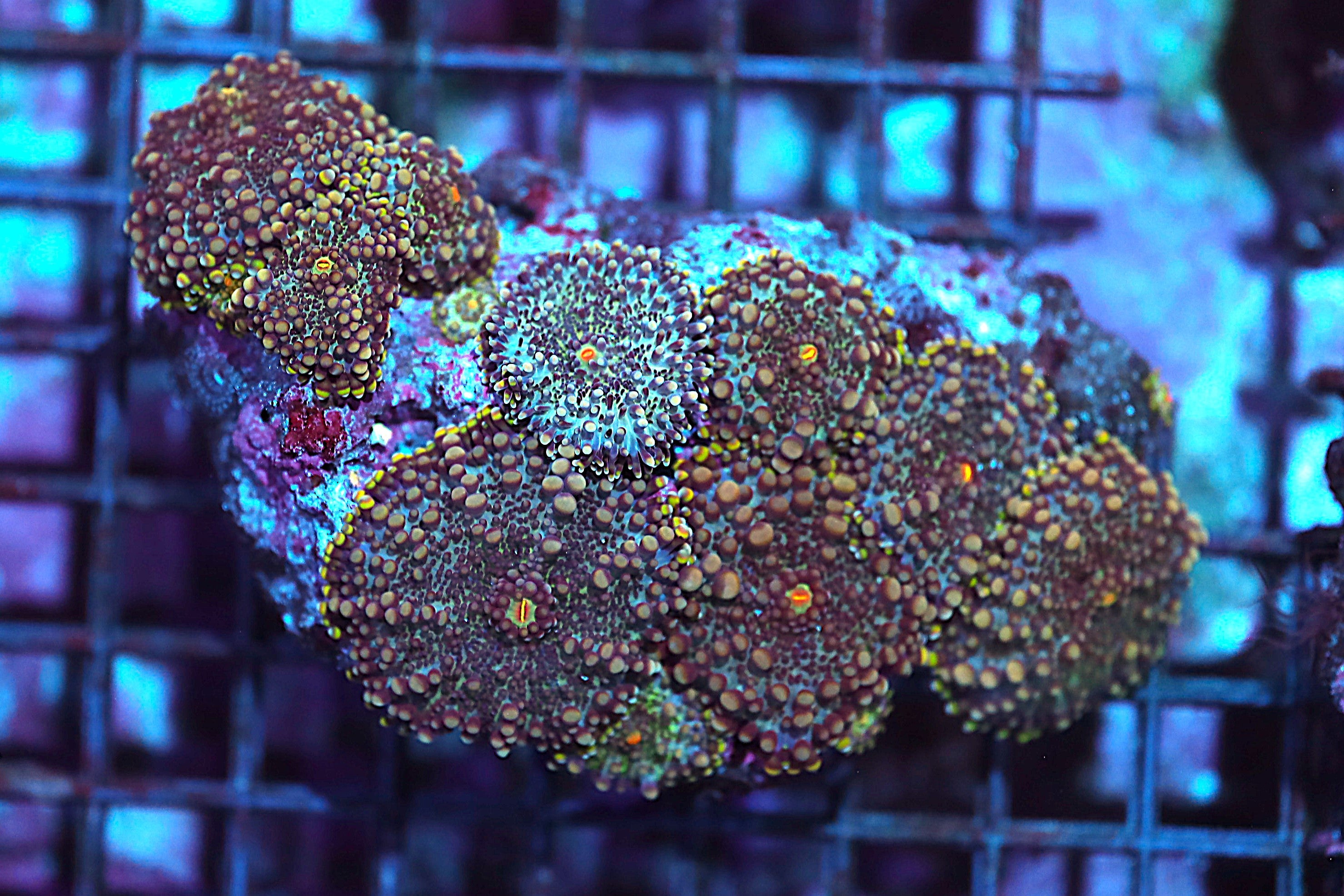 A6282- Vietnam Ultra Ricordea Yuma Mushroom Colony Retail