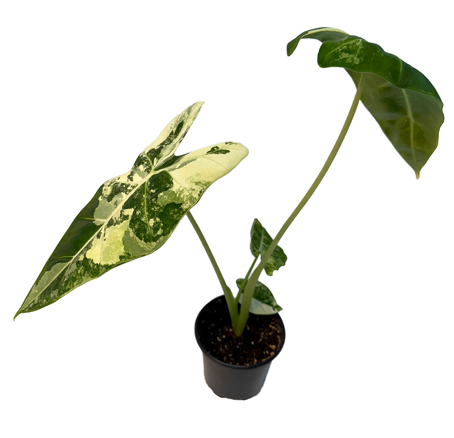 CF 4" Alocasia Variegated Frydek Potted Plant
