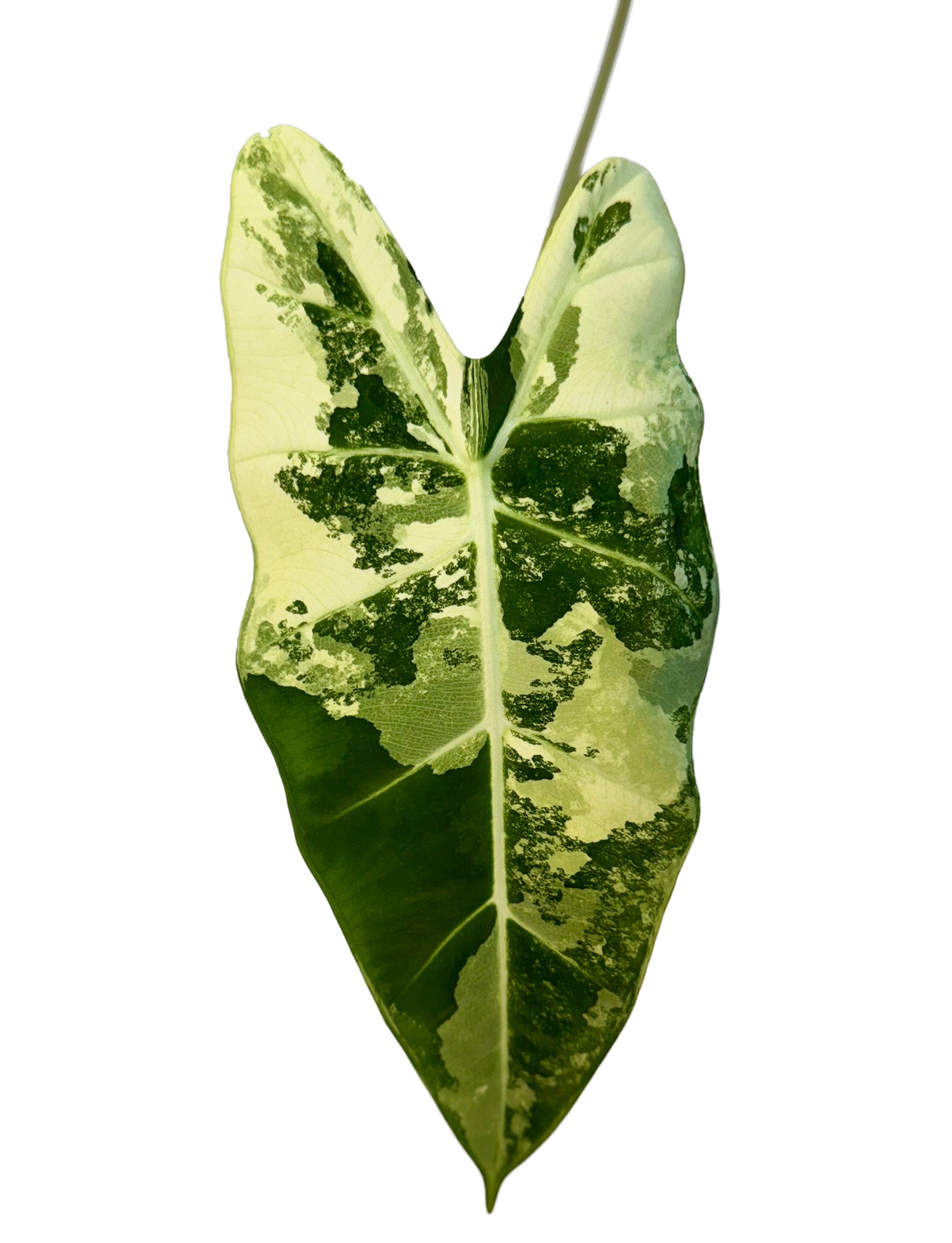 CF 4" Alocasia Variegated Frydek Potted Plant