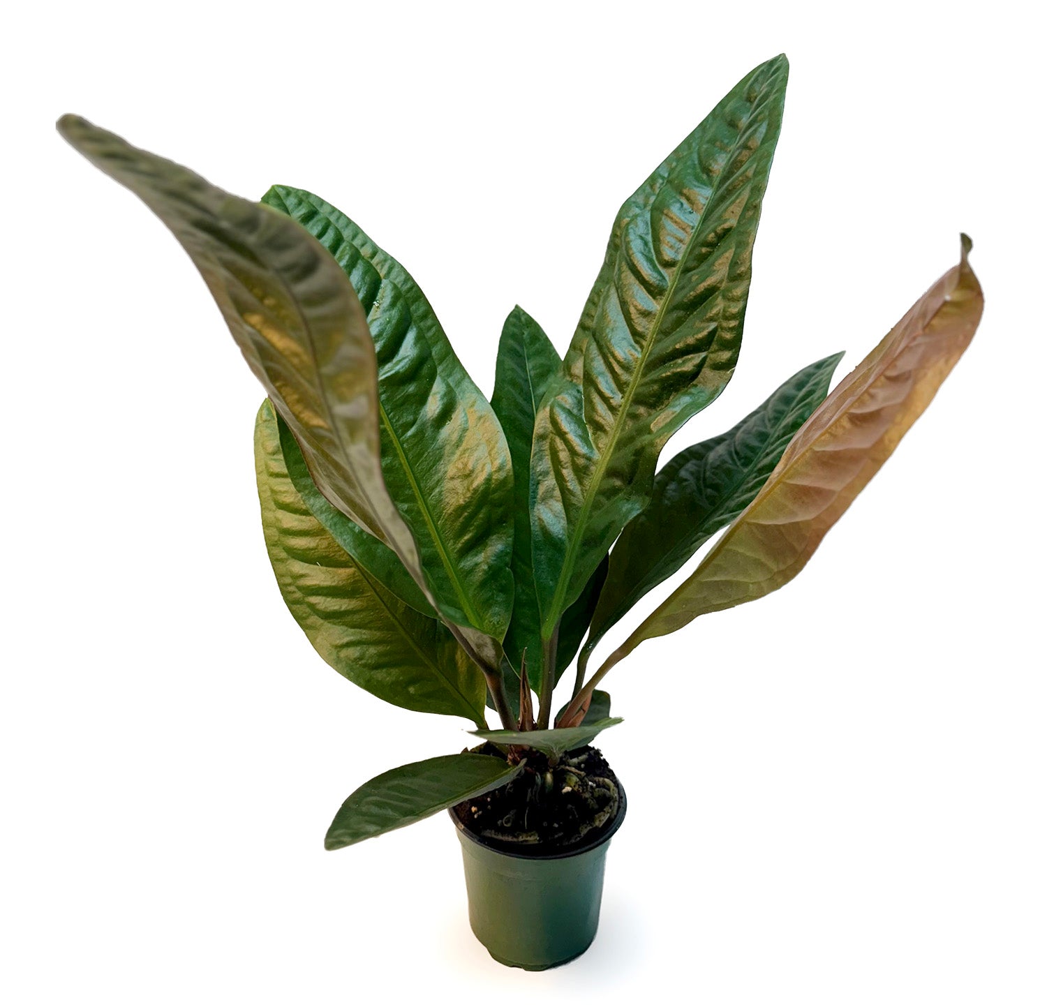 CF 4" Anthurium Cobra Potted Plant