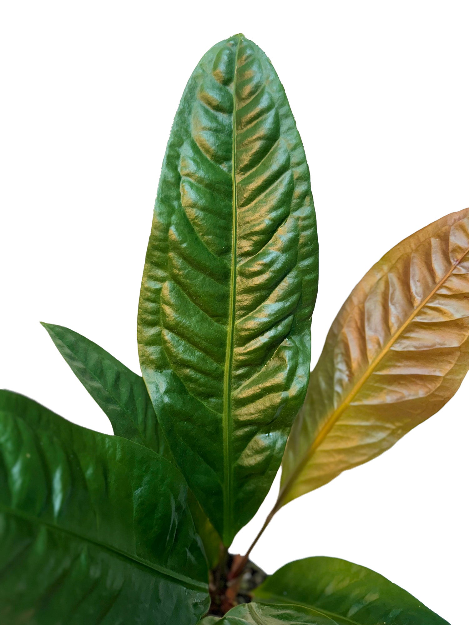CF 4" Anthurium Cobra Potted Plant