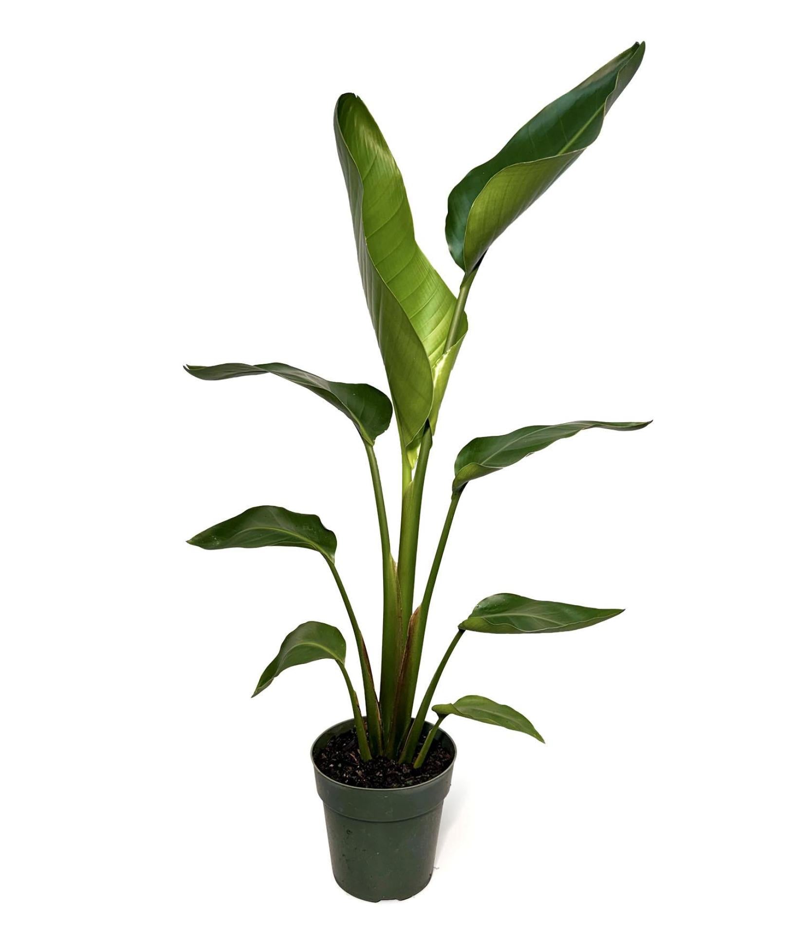 6" Pot WYSIWYG Bird of Paradise Plant