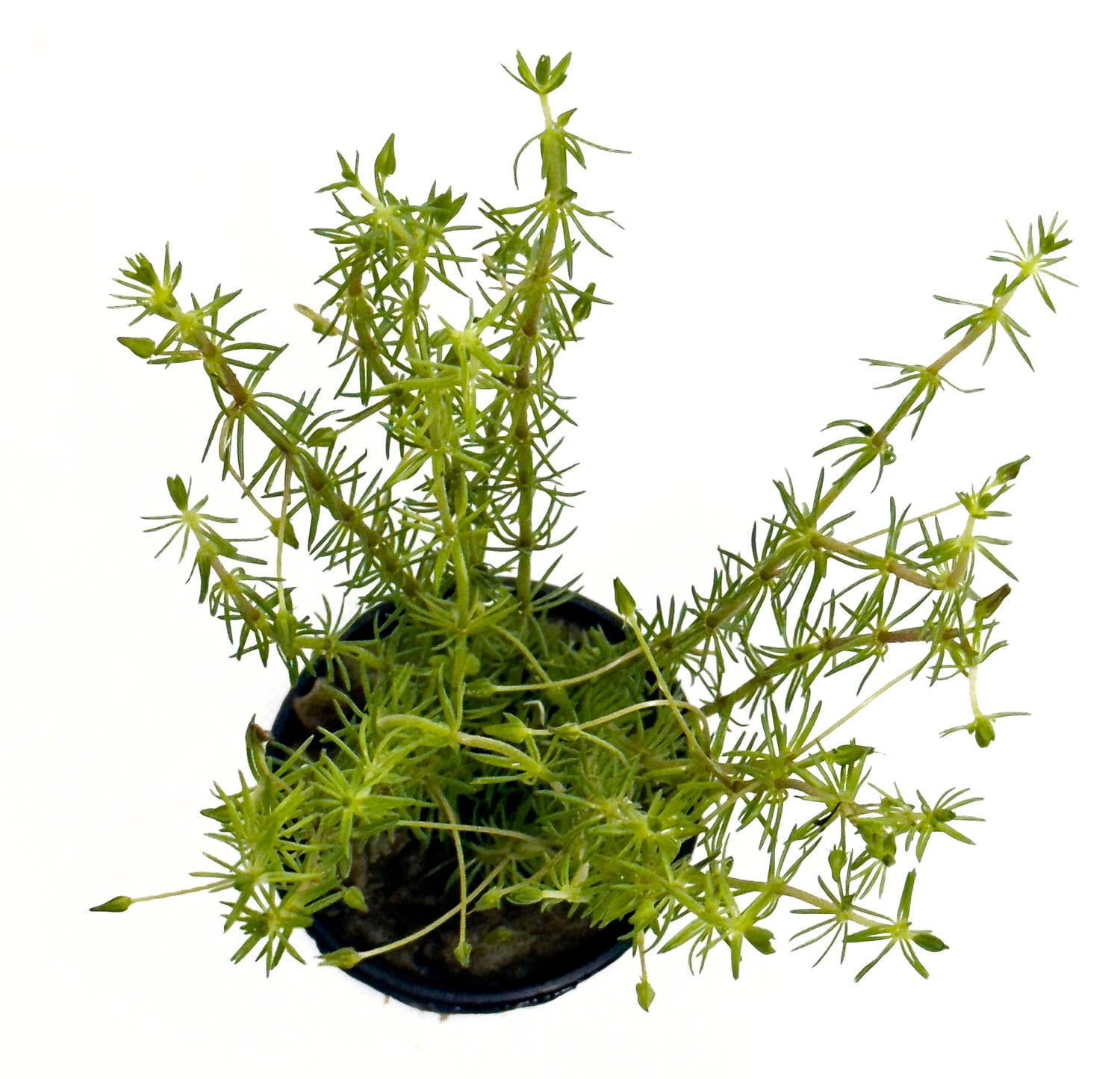 DS Bacopa Myriophylloides - Potted Plant