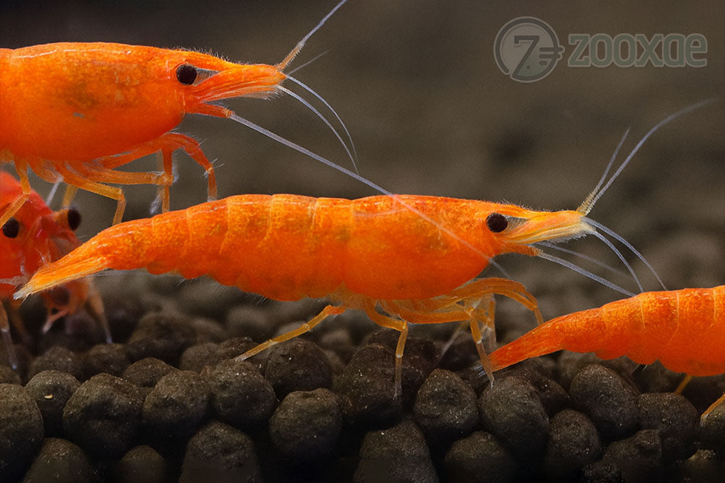 DT Blood Sunkist Neocaridina Shrimp