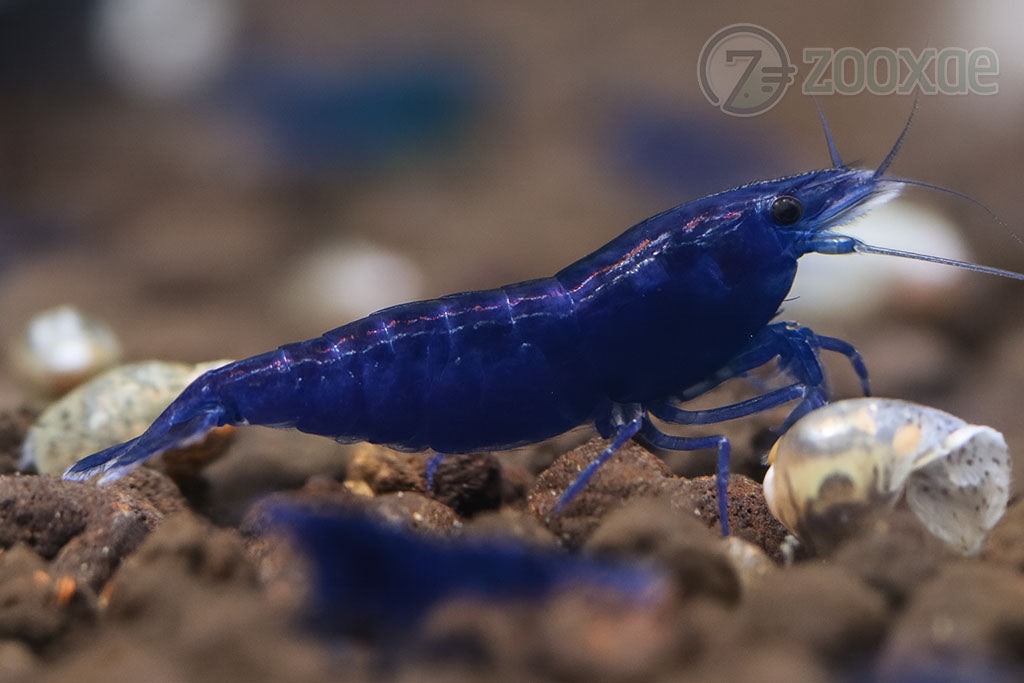 DT Blue Dream Neocaridina