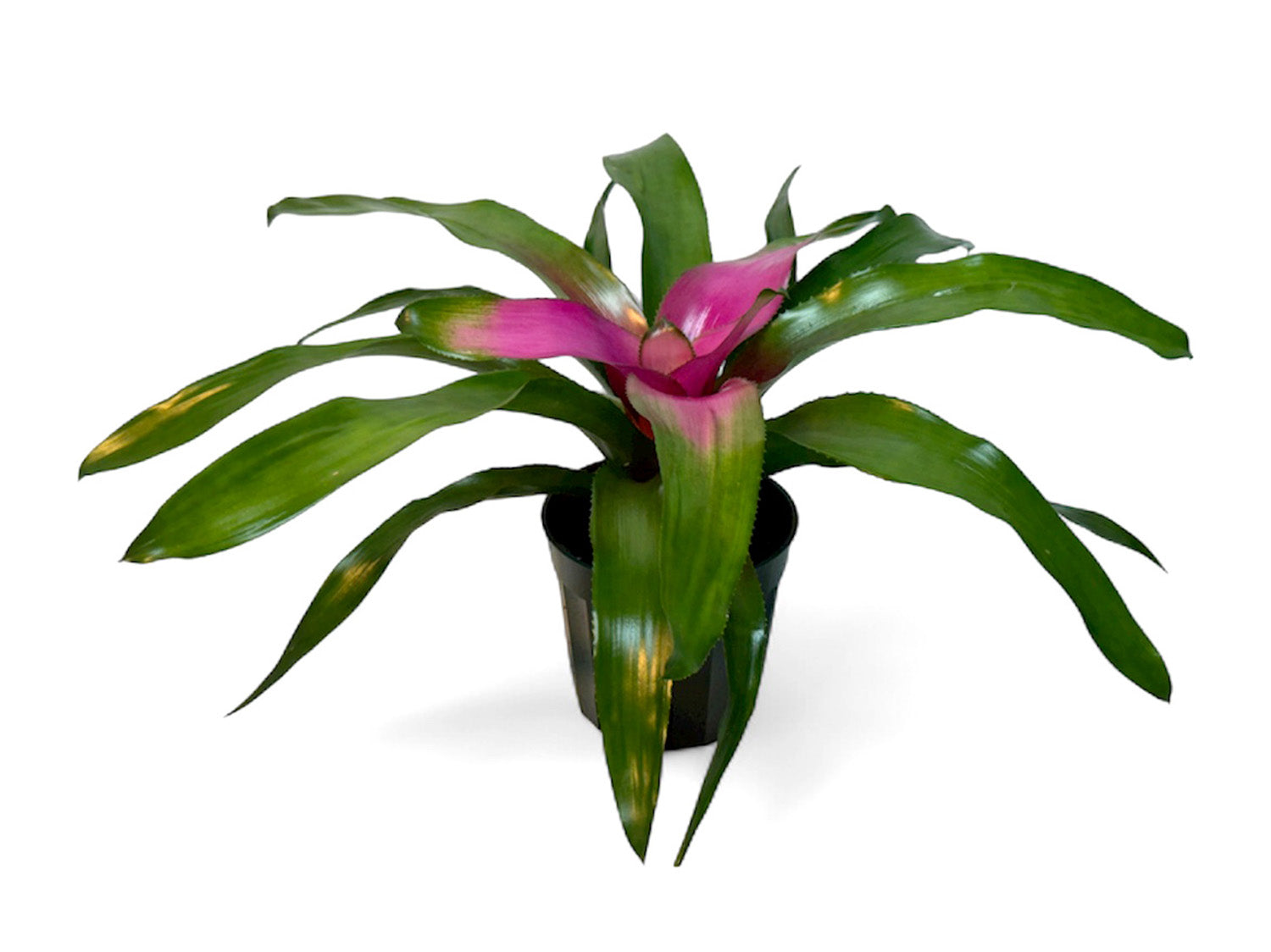 4” Bromeliad Potted Plant