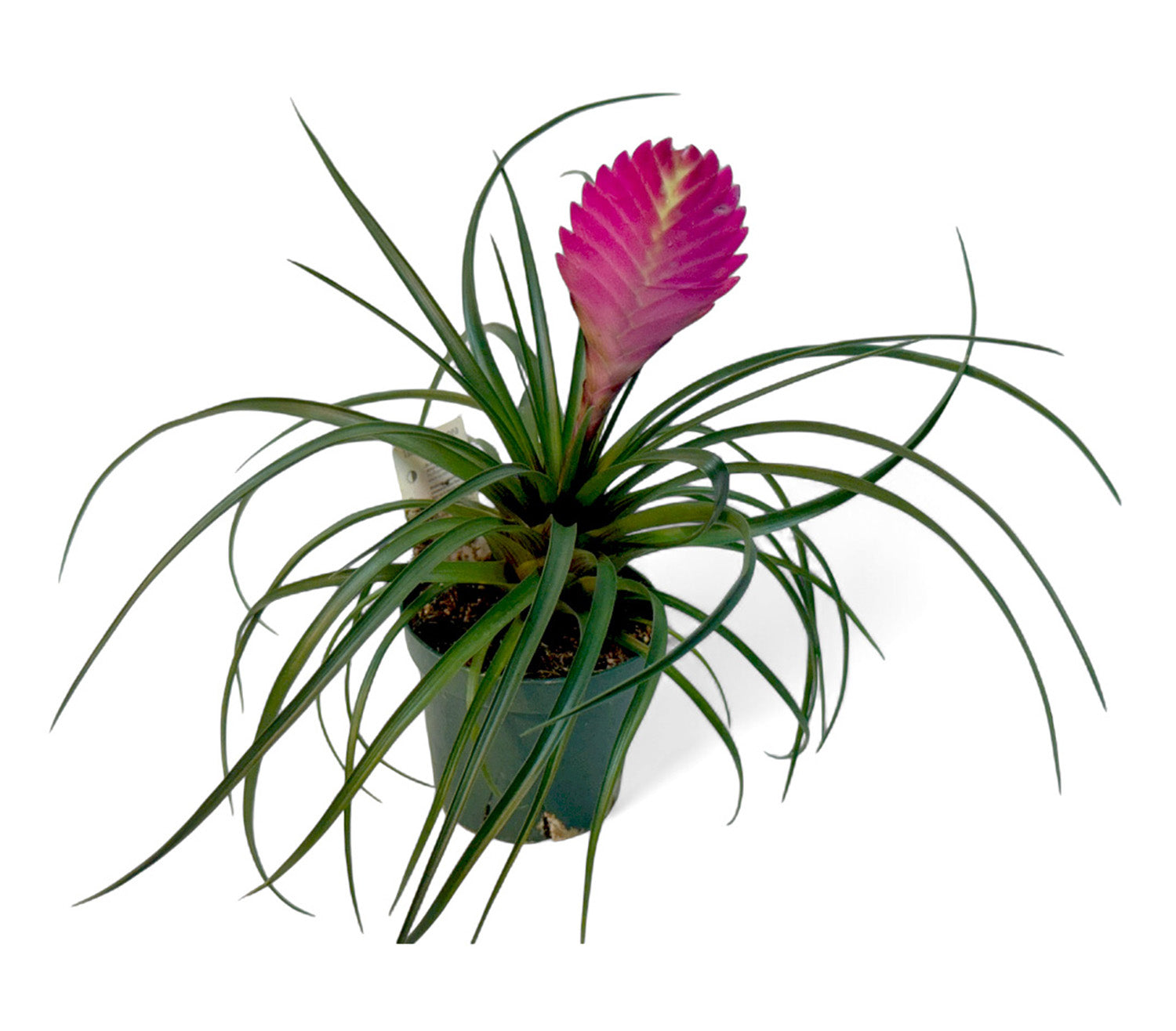 4” Bromeliad Potted Plant