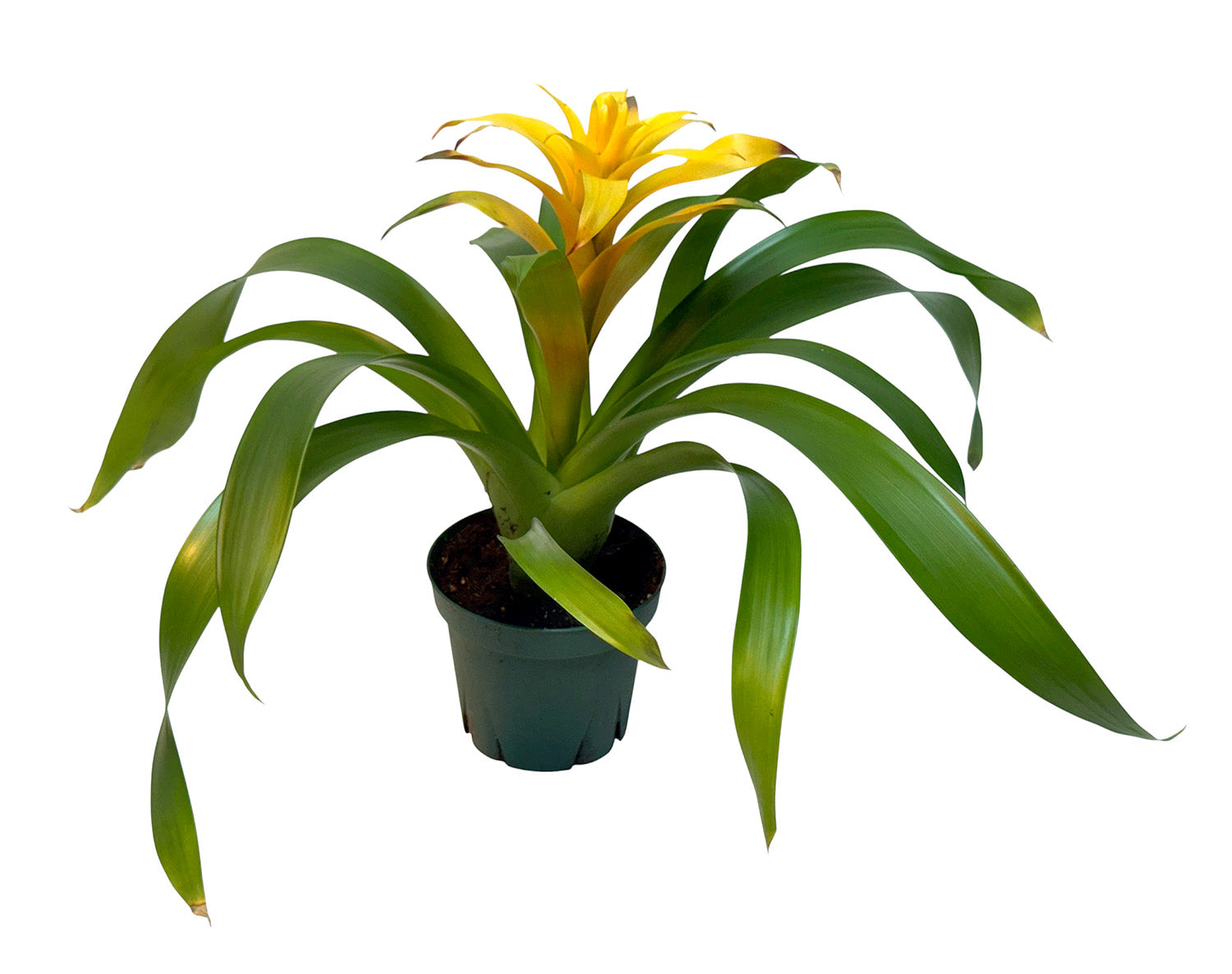 4” Bromeliad Potted Plant